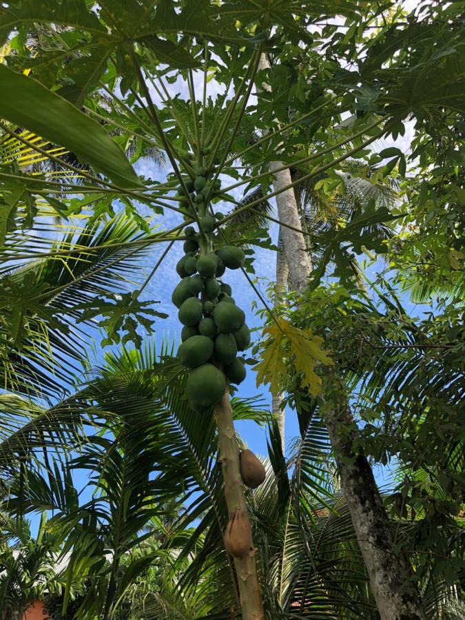 New Raya - Nias Beach Bungalows Lagudri Eksteriør bilde